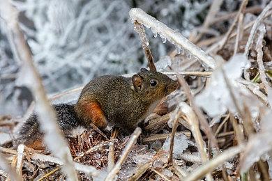 Epic喜加一：《Bloons TD 6》《循环英雄》免费领